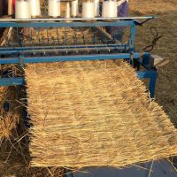 上海降溫，注意綠化植物，大樹防寒保暖，注意鐵樹，海棗樹防凍