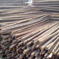 杉木樁|杉木綠化桿，支撐剛，鋼管支撐等批發(fā)，上海哪里有