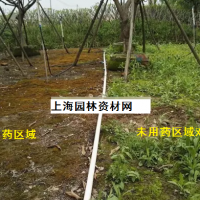 草坪里的雜草怎么去除，上海綠化養(yǎng)護(hù)草坪雜草如何管理