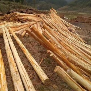 上海削皮杉木樁，浦東去皮杉木支撐，大樹(shù)支撐